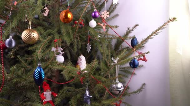圣诞树在家里。装饰。绿针叶树枝干闭合.用玩具和球装饰圣诞树。除夕。家庭生活。简单的杂项玩具. — 图库视频影像