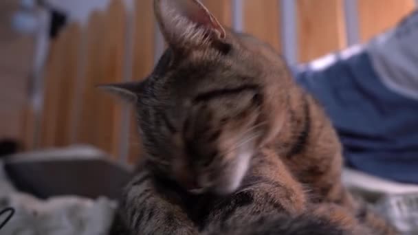 Grå tabby katt närbild porträtt. Husdjuret slickar sig självt. En katts mustasch och munkorg. Djurliv. — Stockvideo