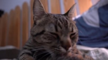 Gri tekir kedi portresi. Evcil hayvan kendini yalıyor. Bir kedinin bıyığı ve ağızlığı. Hayvan hayatı..