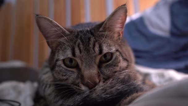 Grau gestromte Katze Nahaufnahme Porträt. Das Tier leckt sich selbst. Schnurrbart und Maulkorb einer Katze. Haustiere. — Stockvideo