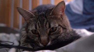 Gri tekir kedi portresi. Evcil hayvan kendini yalıyor. Bir kedinin bıyığı ve ağızlığı. Hayvan hayatı..