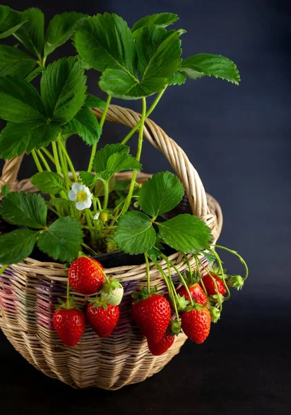 Cultive morangos em casa em um cesto. Um arbusto de morangos com folhas. Bagas vermelhas. Colheita de morango. A comida ainda é vida. Fundo de baga vermelha. — Fotografia de Stock