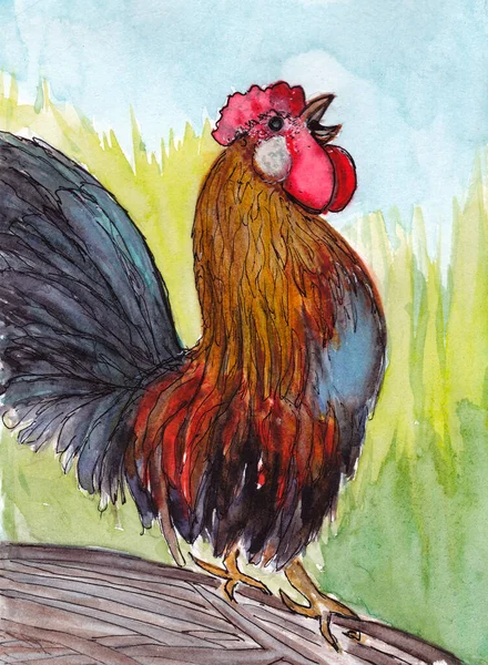 Horoz suluboya çizimi. Evcil kuş elle çizilmiş suluboya kağıdıyla — Stok fotoğraf