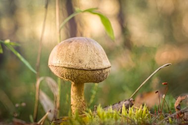 Boletus. Yenilebilir mantarlar. Yemek arkaplanı. Sonbaharda orman. Doğa. Mantar toplayın. Mantar.