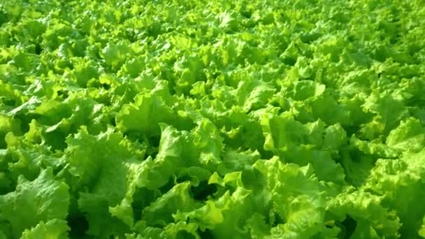 Groei sla close-up in de kas. Groene plantages van sla. Groene struiken en zaailingen op de boerderij. Landbouw. Vitamine en gezond voedsel. Boerderij. Micro-groen — Stockvideo