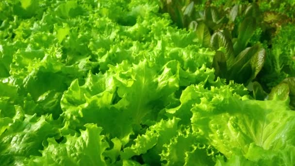 Grow lettuce close-up in the greenhouse. Green plantations of lettuce. Green bushes and seedlings on the farm. Agriculture. Vitamin and healthy food. Farm. Micro greens — Stock Video