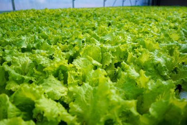 Marul çiftlikte yetişiyor. Sebze salatası için yeşil yapraklar. Çiftçi. Bir serada yeşillik yetiştir.