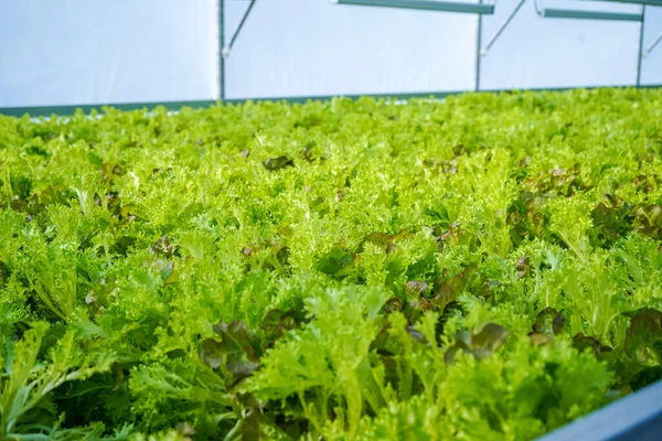 Sallad odlad på gården. Gröna blad till grönsakssallad. Lantbrukare. Odla grönt i ett växthus. — Stockfoto