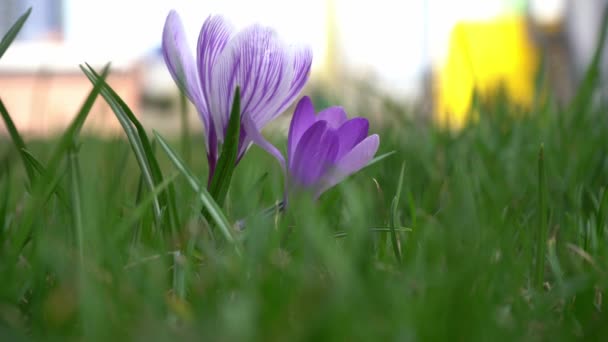 Crocussen licht paarse bloemen zwaaien in de wind. Crocus bud, de kern van de bloem wordt gebruikt bij het koken. Saffraan. — Stockvideo