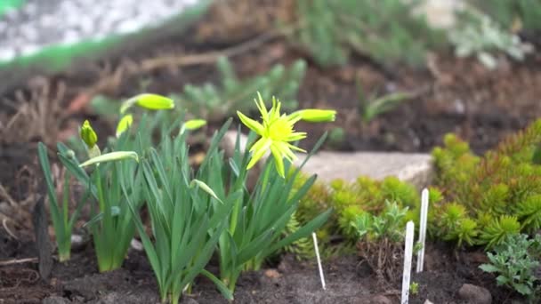 Dekorativní žlutý narcis v květinovém záhonu. Křoví narcisů, poupat a květin na vysokohorském kopci. Jarní květina se houpe ve větru. — Stock video