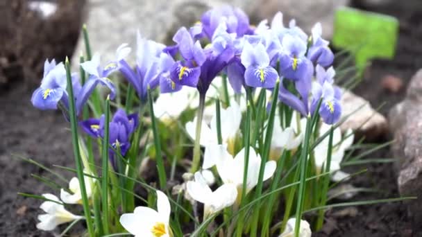 Çiçek tarlasında süsen çiçekleri ve beyaz timsahlar. Rüzgarda sallanan çiçekler. Bahçede çiçek. Bahar çiçekleri. Bahçıvanlık. Bahçedeki çalılık. Bitkilerin bileşimi ve düzenlenmesi. Iris ve Crocus. — Stok video
