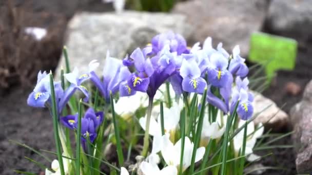 Irissen en witte krokussen in een bloembed. Bloemen zwaaien in de wind. Bloem in de tuin. Voorjaarsbloeiers. Tuinieren. Bush in de tuin. Samenstelling en opstelling van planten. Iris en krokus — Stockvideo