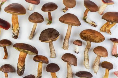 Bir dizi yenilebilir mantar. Mantar arka planı. Yiyecekler. Beyaz mantar, çark, boletus, russula. Üst görünüm deseni