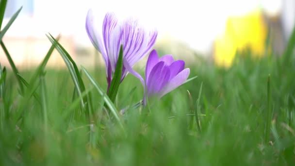 Krokusy jasnofioletowe kwiaty kołyszą się na wietrze. Crocus bud, rdzeń kwiatu jest używany do gotowania. Szafran. — Wideo stockowe