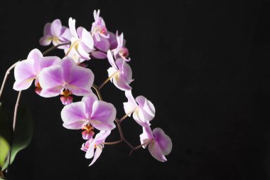 Orkideler mor beyaz tomurcuklar. Karanlık bir arka planda orkide. Phalaenopsis otu. Bir çiçek dalı. Narin çiçek. Metin için yer