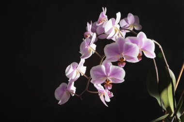 Orkideler mor beyaz tomurcuklar. Karanlık bir arka planda orkide. Phalaenopsis otu. Bir çiçek dalı. Narin çiçek. Metin için yer