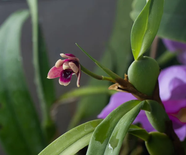 Mini orquídea rosa, roxo amarelo. Tamanho pequeno anão. Bud da flor do Orchid. variedade rara manchado multi-colorido. — Fotografia de Stock