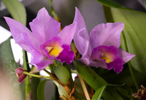 Phalaenopsis orchidée bourgeon gros plan. Fleur lilas violette au centre jaune. Orchidées fond. Une vue magnifique rare. — Photo