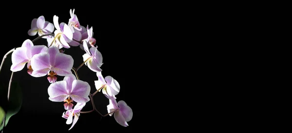 Orchidee fioletowo-białe pąki. Orchidea na ciemnym tle. Pączek Phalaenopsis. Gałąź kwiatów. Delikatny kwiat. Miejsce na tekst — Zdjęcie stockowe