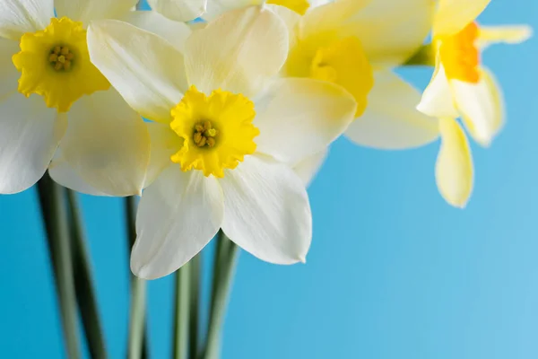 Białe i żółte żonkile na niebieskim tle. Kwiat z pomarańczowym środkiem. Wiosenne kwiaty. Prosty żonkil. Bukiet Narcyza. — Zdjęcie stockowe