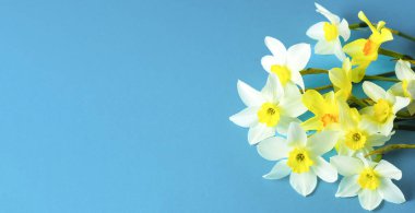 Mavi arka planda beyaz ve sarı nergisler. Turuncu merkezli çiçek. Bahar çiçekleri. Basit bir nergis otu. Narcissus buketi.