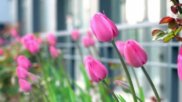 Rosa Tulpen in einem Blumenbeet. Die Tulpenknospe wiegt sich im Wind. Garten. Schöne einfache Frühlingsblumen. Floraler Hintergrund. Pflanzen züchten. Gartenarbeit. — Stockvideo