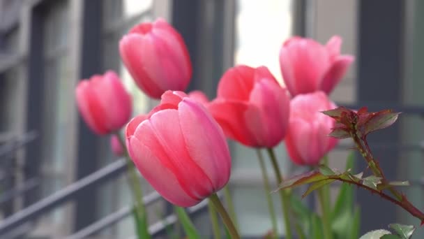 Tulipanes rosas en un macizo de flores. El brote de tulipán se balancea en el viento. Jardín. Hermosas flores simples de primavera. Fondo floral. Para cultivar plantas. Jardinería. — Vídeo de stock