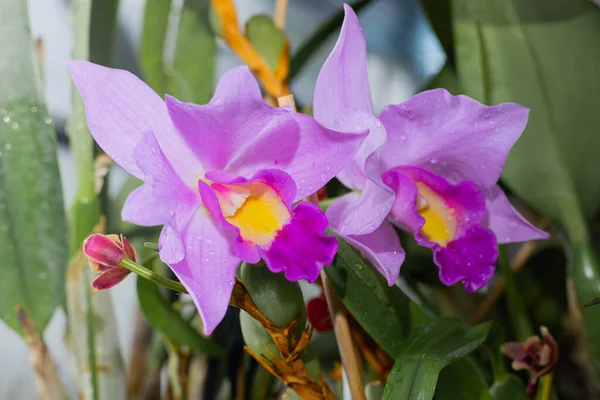 Phalaenopsis orchidée bourgeon gros plan. Fleur lilas violette au centre jaune. Orchidées fond. Une vue magnifique rare. — Photo