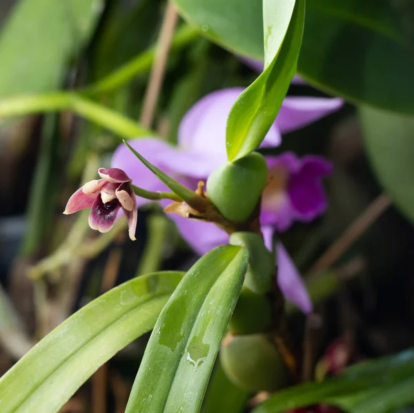 stock image Mini orchid pink, purple yellow. Dwarf small size. Orchid flower bud. Rare variety spotted multi-colored.