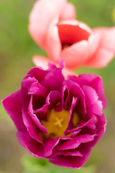 Pink tulips in a flower bed. The tulip bud sways in the wind. Garden. Beautiful simple spring flowers. Floral background. To grow plants. Gardening. — Fotografia de Stock