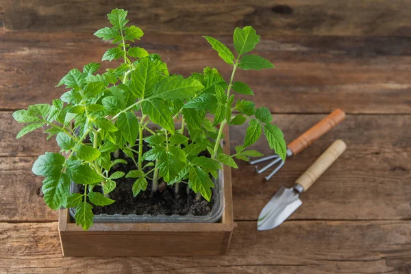 Seedling of tomatoes. Spring gardening. Bush of tomato. Grow vegetables at home. Propagation and planting a vegetable garden. Plant in a box. — Foto de Stock