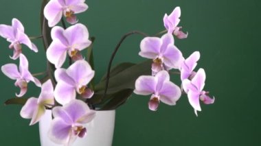 Pembe orkide iki dal. Beyaz mor falaenopsis tomurcukları. Phalaenopsis kapalı alan çiçeği. Yeşil arka planda çiçekler. Çiçek açan orkideler.