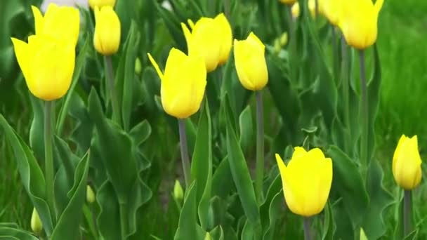 Yellow tulips in a flower bed. The tulip bud sways in the wind. Garden. Beautiful simple spring flowers. Floral background. To grow plants. Gardening. — Stok video