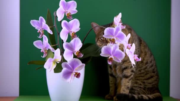 Pink orchid two branches. White purple phalaenopsis buds. Phalaenopsis indoor flower. Flowers on a green background. Blooming orchids. — Vídeo de stock