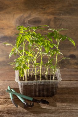 Domates tohumları. Bahar bahçıvanlığı. Domates çalısı. Evde sebze yetiştir. Üreme ve sebze bahçesi ekme. Bir kutuya yerleştir.