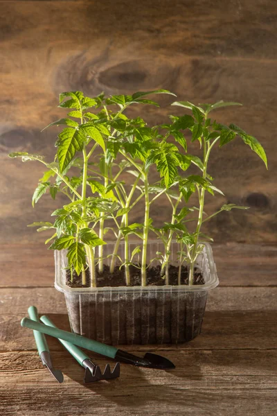 Domates tohumları. Bahar bahçıvanlığı. Domates çalısı. Evde sebze yetiştir. Üreme ve sebze bahçesi ekme. Bir kutuya yerleştir.