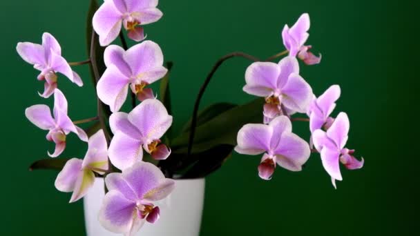Orchidée rose deux branches. bourgeons phalaenopsis violet blanc. Phalaenopsis fleur intérieure. Fleurs sur fond vert. Orchidées en fleurs. — Video