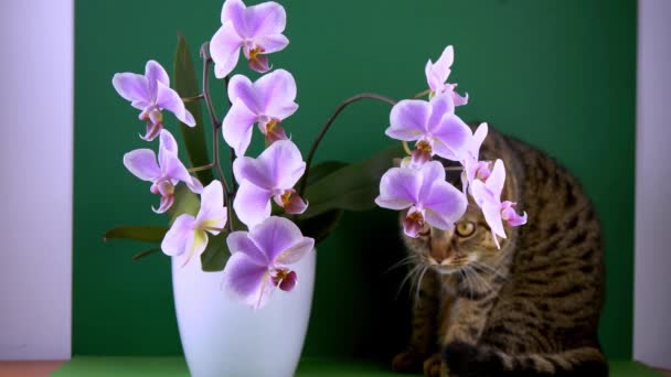 ピンクの蘭の2つの枝。白い紫色の頭足類の芽。Phalenopsis屋内花。緑の背景に花を咲かせます。蘭の開花. — ストック動画