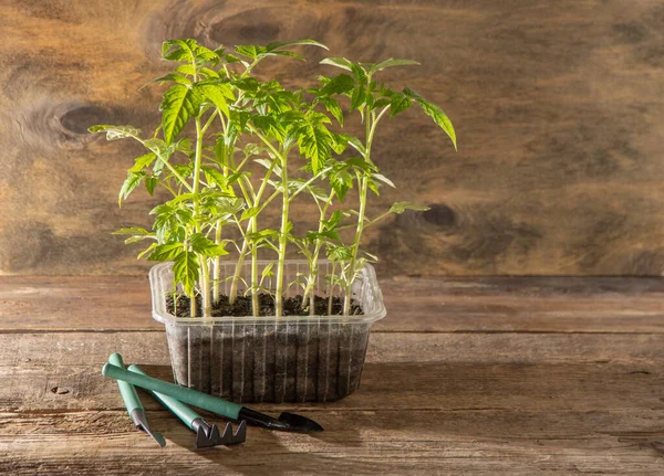 Domates tohumları. Bahar bahçıvanlığı. Domates çalısı. Evde sebze yetiştir. Üreme ve sebze bahçesi ekme. Bir kutuya yerleştir.