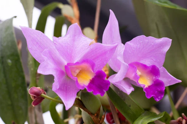 Phalaenopsis orchidée bourgeon gros plan. Fleur lilas violette au centre jaune. Orchidées fond. Une vue magnifique rare. — Photo