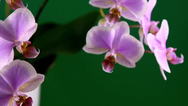 Pembe orkide iki dal. Beyaz mor falaenopsis tomurcukları. Phalaenopsis kapalı alan çiçeği. Yeşil arka planda çiçekler. Çiçek açan orkideler. — Stok video