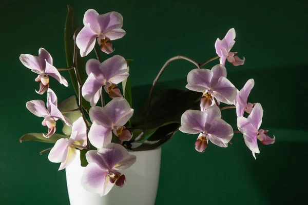 Pink orchid two branches. White purple phalaenopsis buds. Phalaenopsis indoor flower. Flowers on a green background. Blooming orchids. — Zdjęcie stockowe
