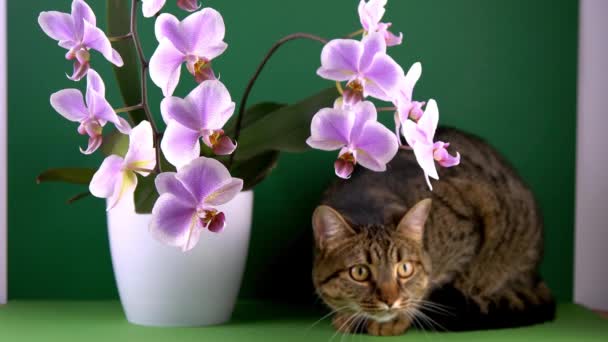 Rózsaszín orchidea két ág. Fehér lila phalaenopsis rügyek. Phalaenopsis beltéri virág. Virágok zöld háttérrel. Virágzó orchideák. — Stock videók