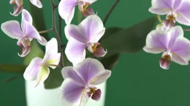 Pembe orkide iki dal. Beyaz mor falaenopsis tomurcukları. Phalaenopsis kapalı alan çiçeği. Yeşil arka planda çiçekler. Saksıda çiçek açan orkideler..