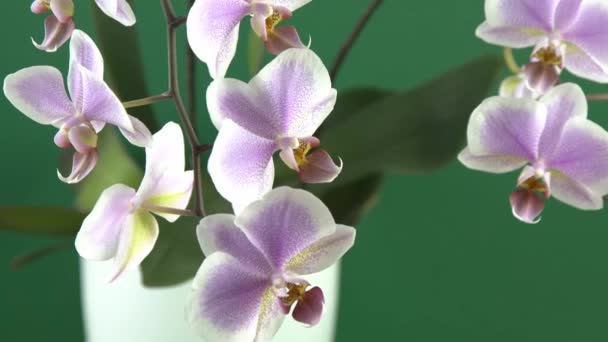 Розовая Орхидея Две Ветки Белый Фиолетовый Фаленопсис Почки Phalaenopsis Крытый — стоковое видео