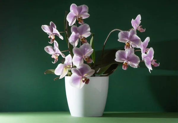 Pink Orchid Two Branches White Purple Phalaenopsis Buds Phalaenopsis Indoor — Zdjęcie stockowe