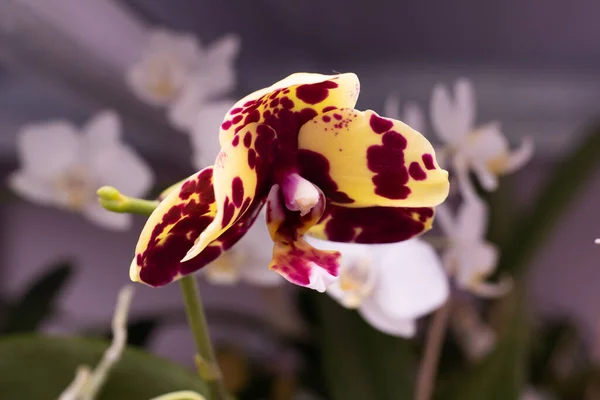 Phalaenopsis Orchidea Bimbó Közelkép Orchideák Háttere Ritka Gyönyörű Látvány Botanikai — Stock Fotó