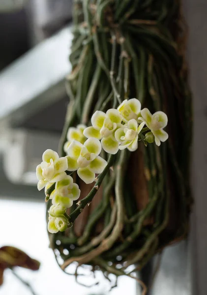 Orquídea Chiloschista Viridiflava Alba Mini Orquídea Verde Amarelo Branco Pequenas — Fotografia de Stock