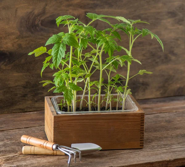 Plántulas Tomates Jardinería Primavera Bush Tomate Cultiva Verduras Casa Propagación — Foto de Stock