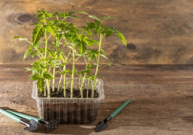 Domates tohumları. Bahar bahçıvanlığı. Domates çalısı. Evde sebze yetiştir. Üreme ve sebze bahçesi ekme. Bir kutuya yerleştir. Ahşap arkaplan.